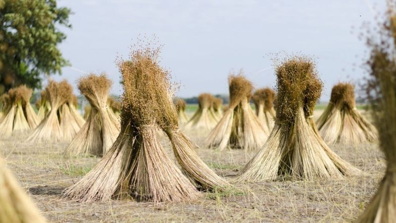 Una fibra con historia que marca el futuro